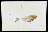 Bargain, Fossil Fish Plate (Diplomystus) - Wyoming #108298-1
